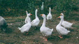 Nyakunkon a Márton-nap: 3 babona, amiben az emberek többsége a mai napig hisz