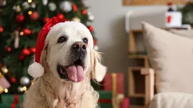 Ezek a karácsonyi ételek veszélyesek a kutyákra az állatorvos szerint