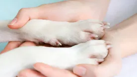 Kutyahideg - Óvjuk kedvencünk mancsát télen is