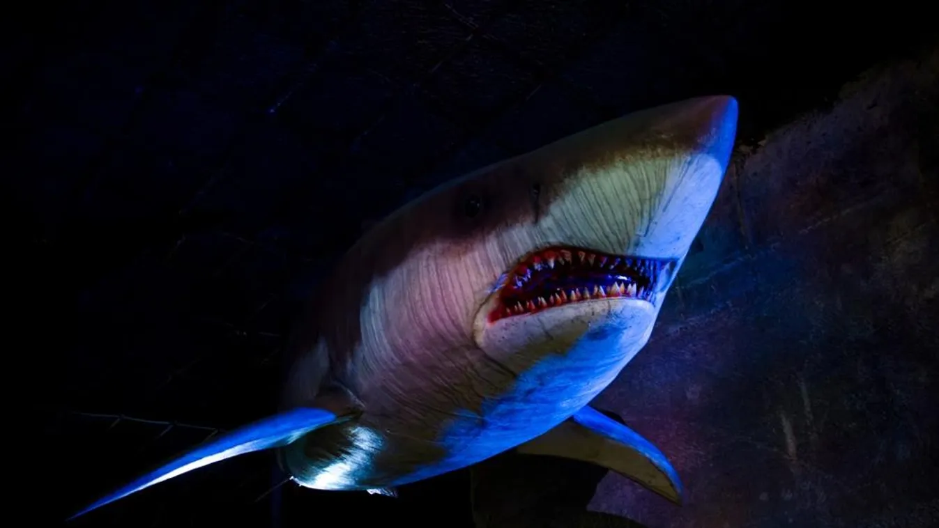 Valóban úszkál az óriási megalodon a tengerek mélyén, ahogy egy dokumentumfilm mutatja?