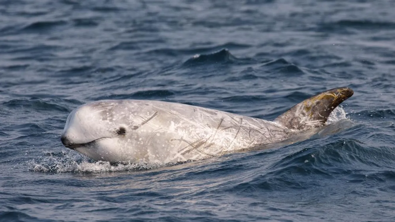 Videó: Óriási, soha nem látott bulit csaptak a delfinek Kalifornia partjainál