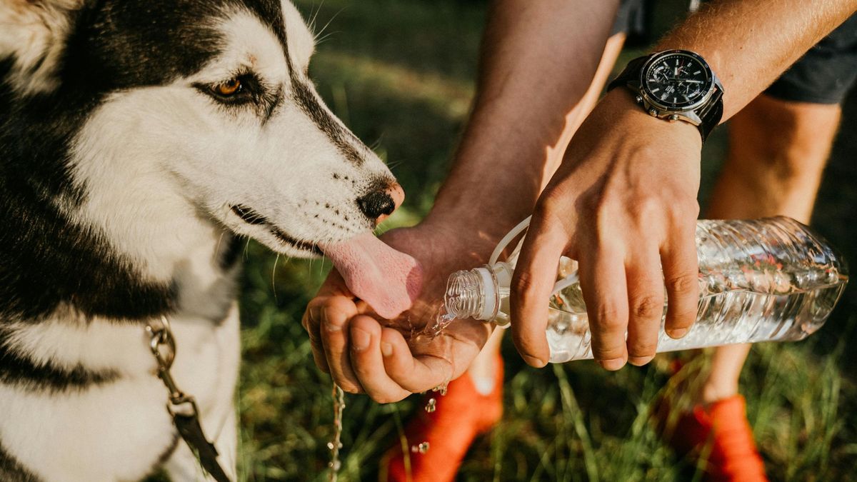 Az állatorvosok sürgős figyelmeztetést adtak ki a házi kedvencek nyalogatásával kapcsolatban, miután egy nőnek amputálni kellett a végtagjait