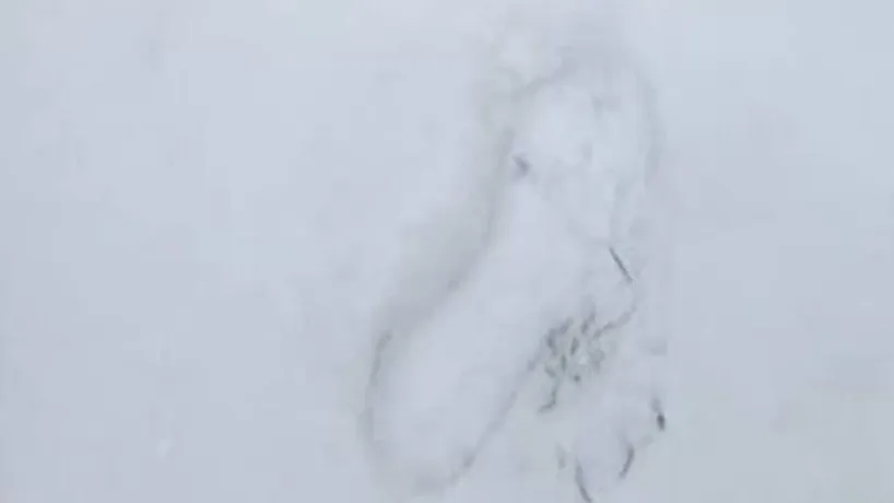 Jeti, Nagyláb, Nagylábú, Big Foot, Csobánka, Szentendre, Pest vármegye, telek, hó, lábnyom, nyom, rejtély, 