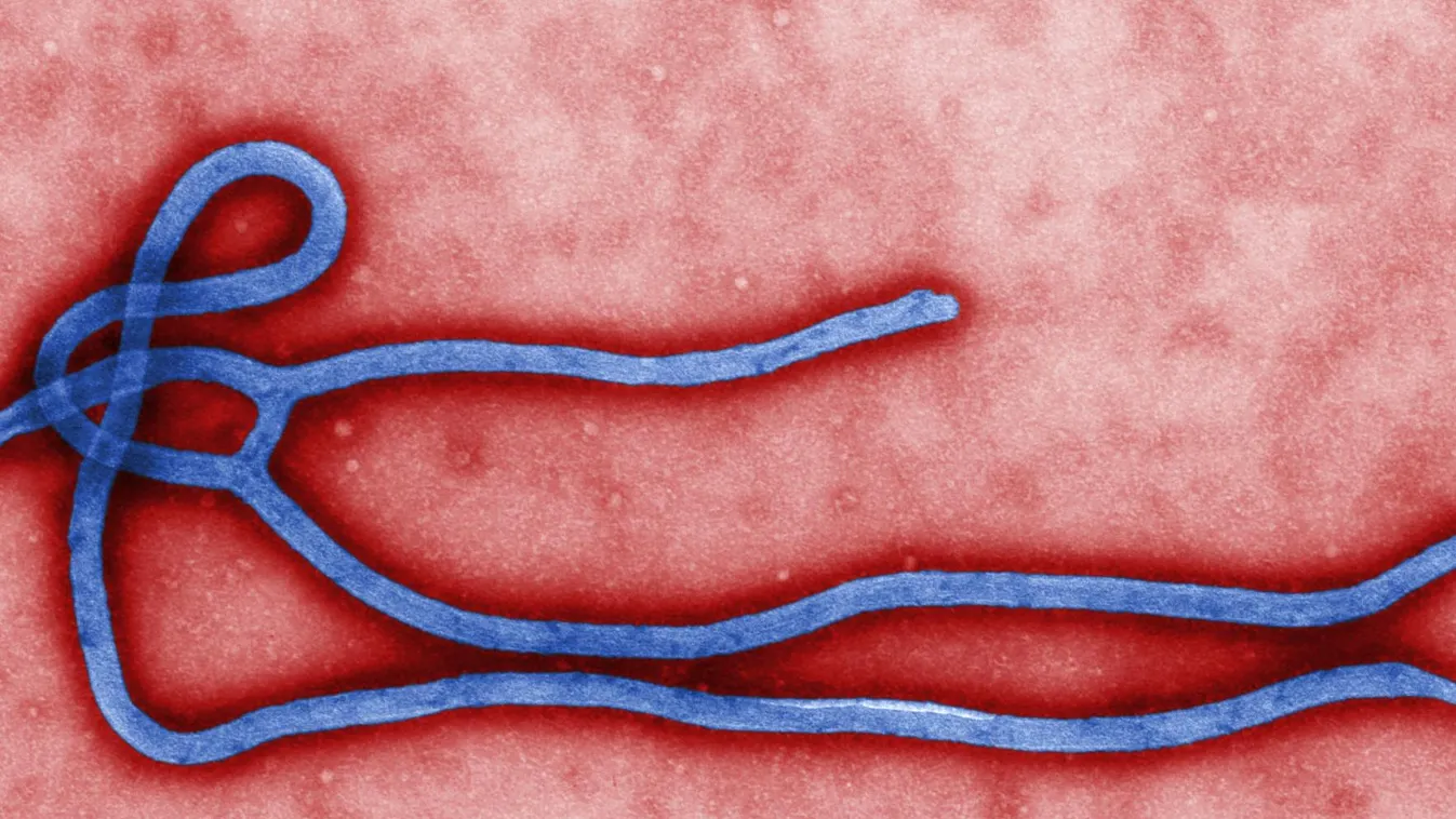 Ebola-veszély Európában: Illegális bozóthús érkezik rendelések révén az Egyesült Királyságba