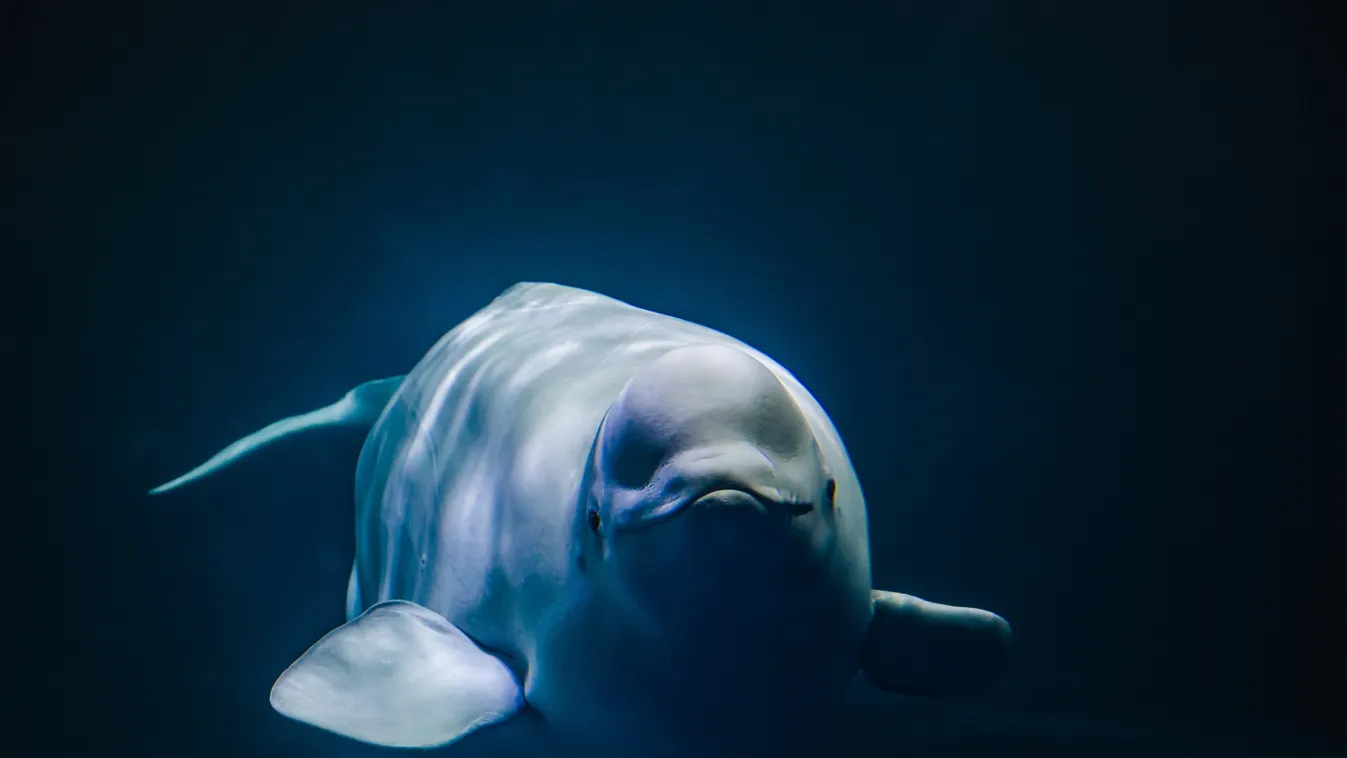 Pánikot okozott az emberi beszédet utánzó beluga hátborzongató felvétele