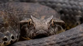 Itt élnek Magyarországon mérges kígyók - Mutatjuk, hogyan ismerheted fel