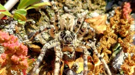 Veszélyes, mérges pókok Magyarországon? Mutatjuk milyen fajokkal osztozol a kerteden és a házadon