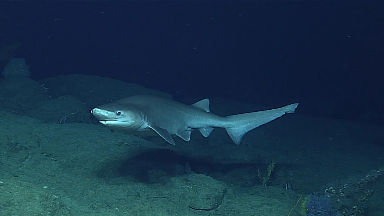 Az OceanX merülőhajó dermesztő esete a mélytengeri szörnyeteggel
