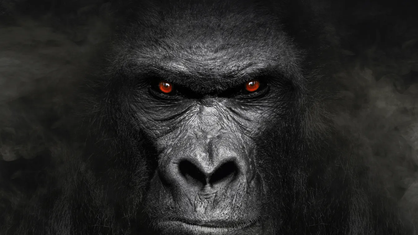 Fájdalmas árat fizetett a nő, aki szemkontaktust létesített egy gorillával az állatkertben