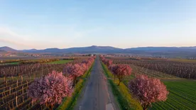 A tavasz legnagyobb látványossága, a virágba borult vérszilva fasor már várja a szelfi készítőket
