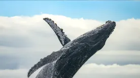 Ezek a legjobb helyek Európában, ahol delfineket és bálnákat láthatsz