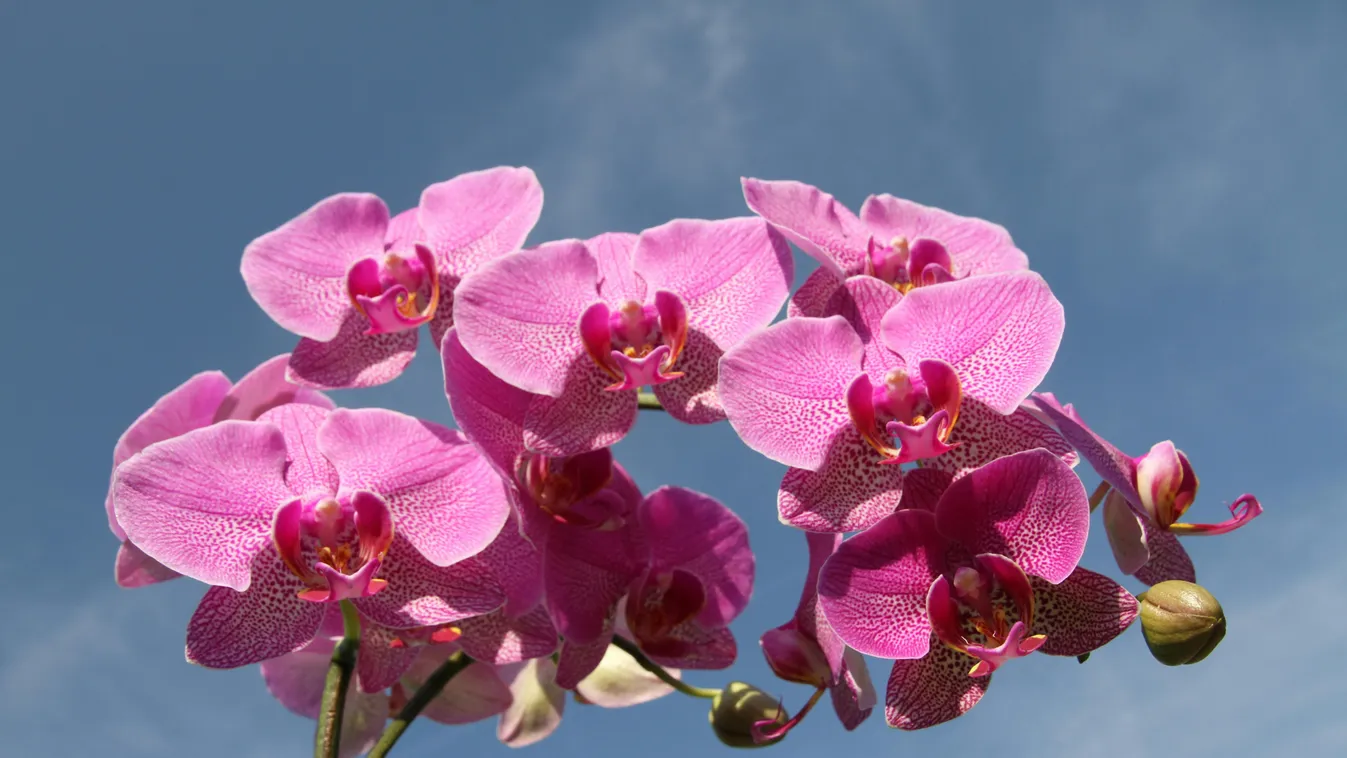 Virágnyelv jelentése: mit üzen, ha rózsát, liliomot vagy orchideát kapsz ajándékba?