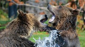 https://cdn.borsonline.hu/2025/03/hpCvBVBUbq4ZZuD2YbD5dojMHsNlt2D7q-9rhLiMtuE/fill/276/155/no/1/aHR0cHM6Ly9jbXNjZG4uYXBwLmNvbnRlbnQucHJpdmF0ZS9jb250ZW50L2QwOGYyMDBjMzk0ZDRmNjQ4YTZjNDZiZTc4MWIzOTQ4.jpg