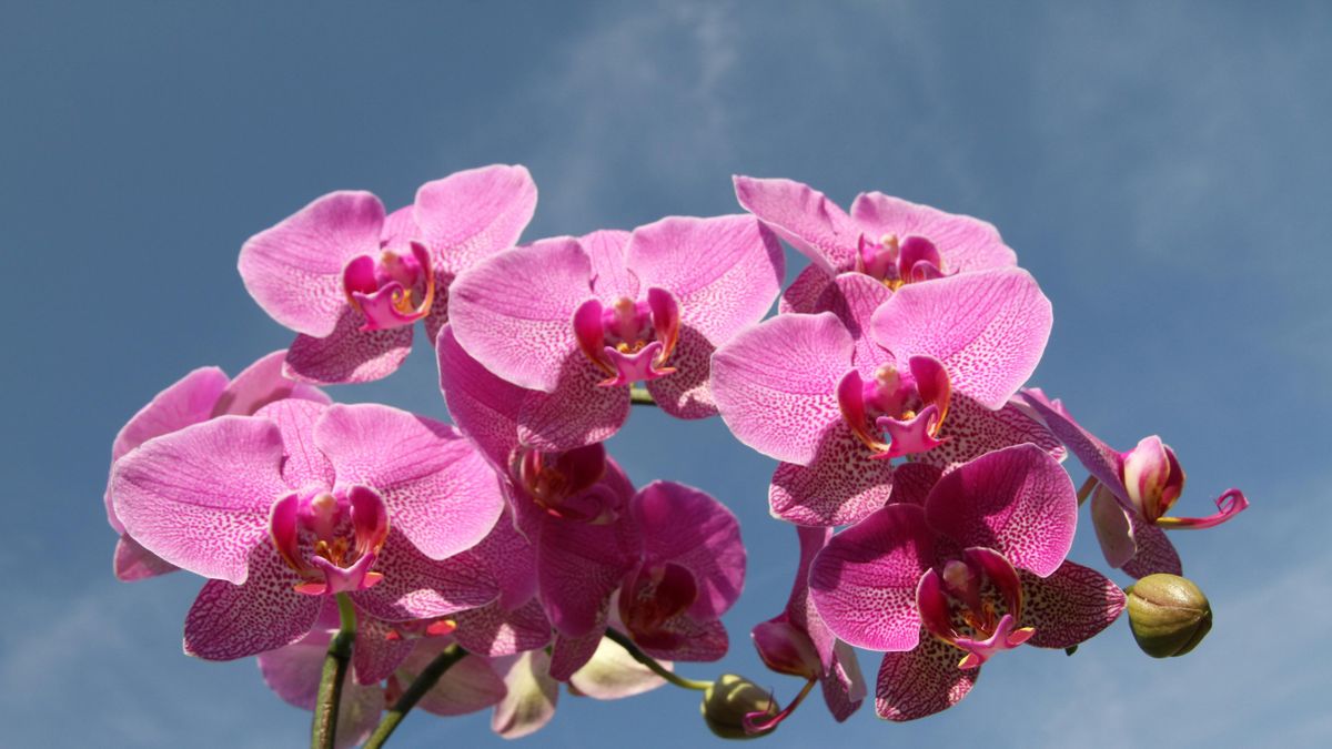 Virágnyelv jelentése: mit üzen, ha rózsát, liliomot vagy orchideát kapsz ajándékba?