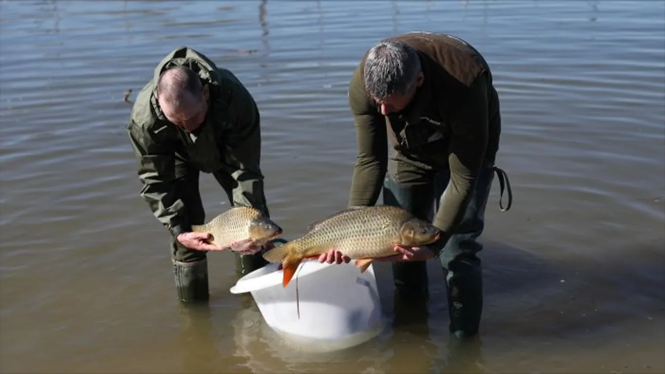 Látványtelepítéssel ünnepelték a halakat a Tisza-tavon