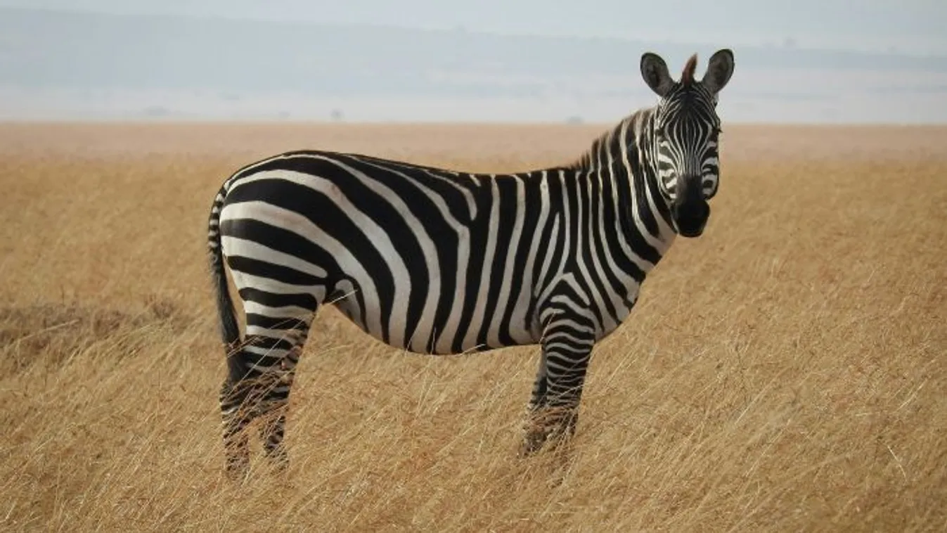 Közleményt adott ki a Vál-völgye Vadásztársaság a „Zebra-ügy” kapcsán