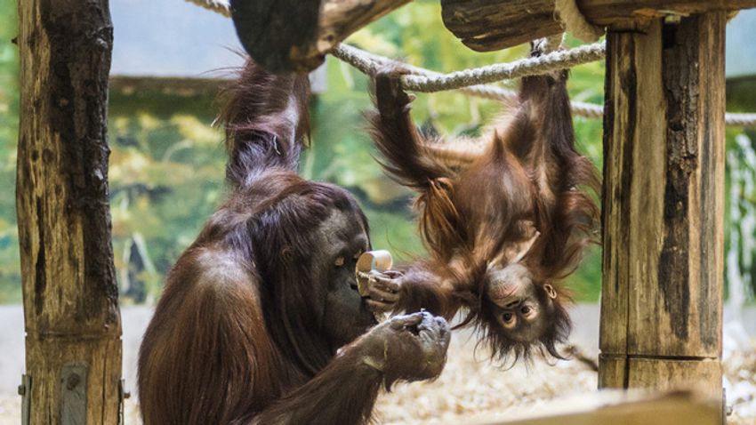 Kétéves lett az ország első állatkertben született borneói orangutánja