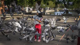 Undorító: Ebben a kínai étteremben utcai galambot szolgáltak fel kacsa helyett