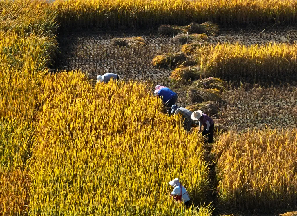 Forrás: Imaginechina via AFP/Meng Delong