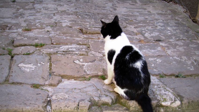 Piran