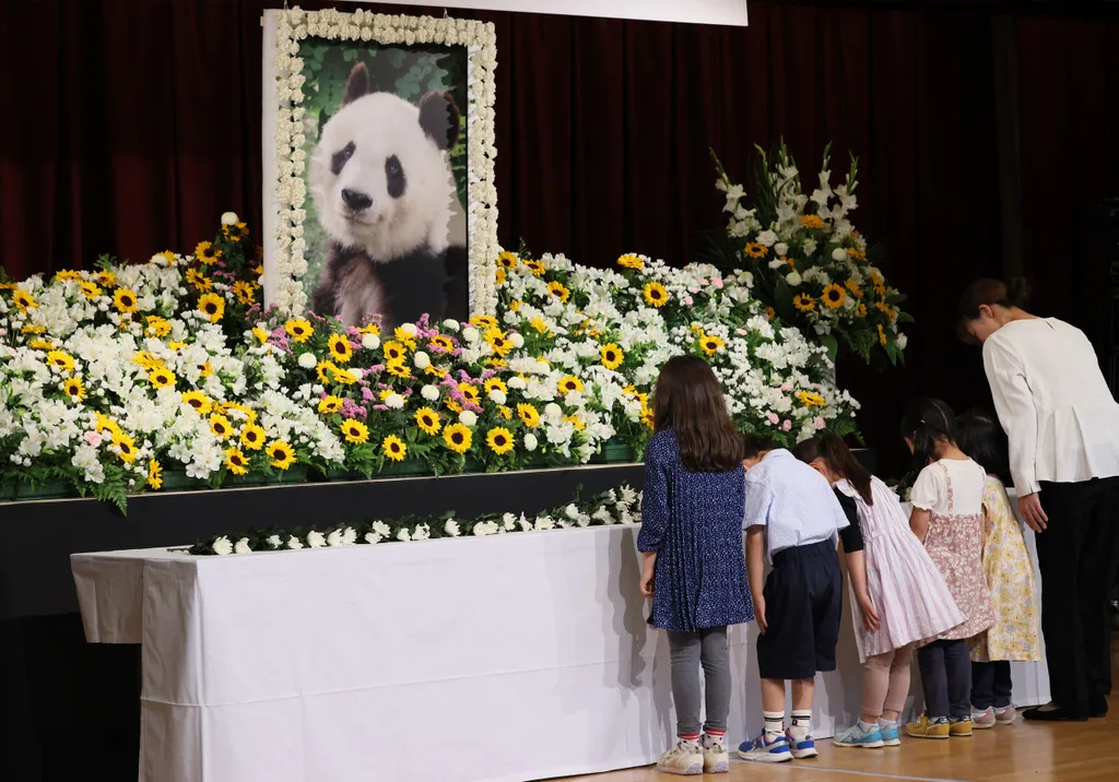 Forrás: The Yomiuri Shimbun via AFP/Yomiuri/Kenichi Unaki