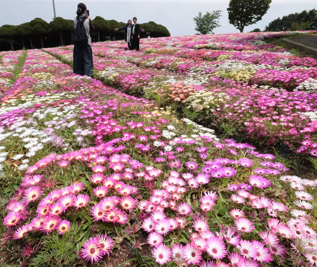 Forrás: AFP/Yomiuri/Koichi Nagano