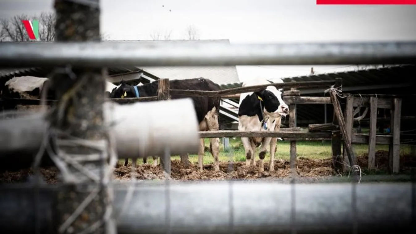 Állatok életébe került Magyar Péter agrárszakértőjének döntése: az ő telepén is kitört a ragadós száj- és körömfájás
