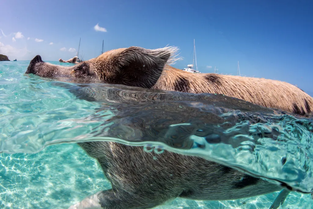 Fotó: Frogfish Photography / Barcroft / Northfoto 