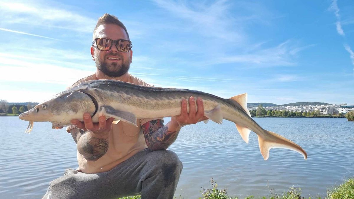 Hogy micsoda? Halaknak gitározik a Megasztár győztese, Gudics Máté
