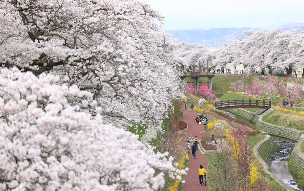 Forrás: The Yomiuri Shimbun via AFP/Yomiuri/Kentaro Tominaga