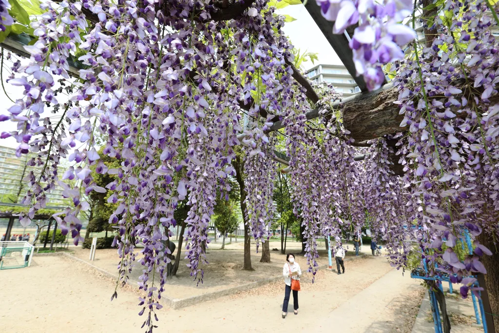 Forrás: The Yomiuri Shimbun via AFP/Yomiuri/Shohei Izumi
