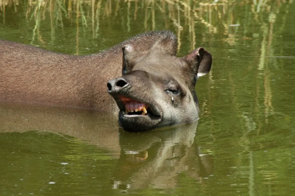 Fotó: Szegedi Vadaspark 