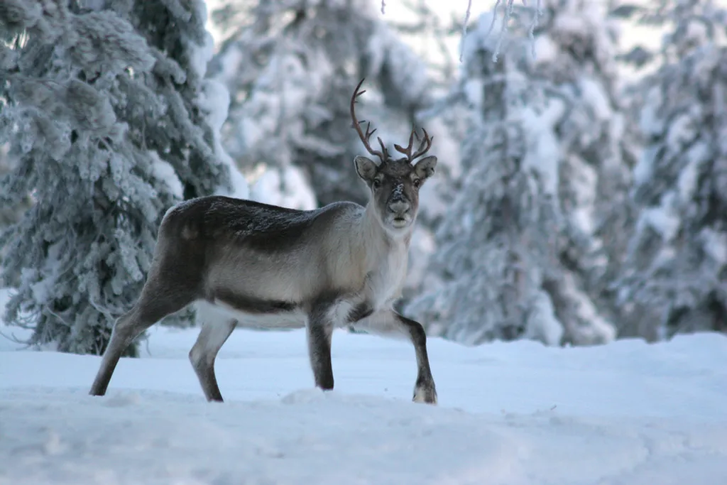 Fotó: Rovaniemi Tourism & Marketing Ltd. 