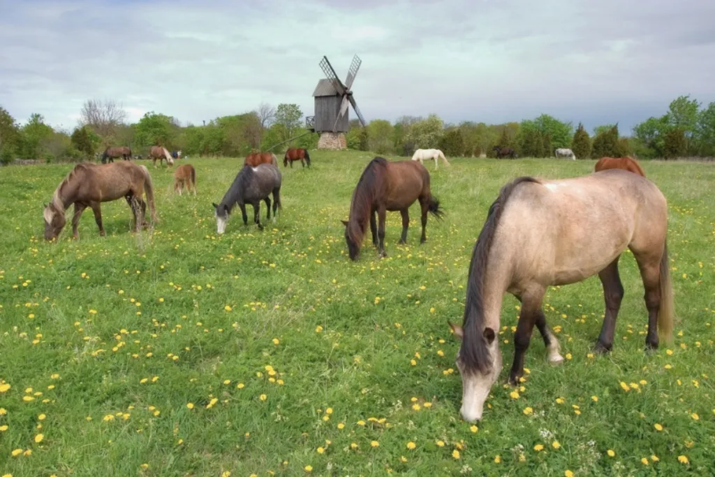 Fotó: visitsaaremaa.ee 