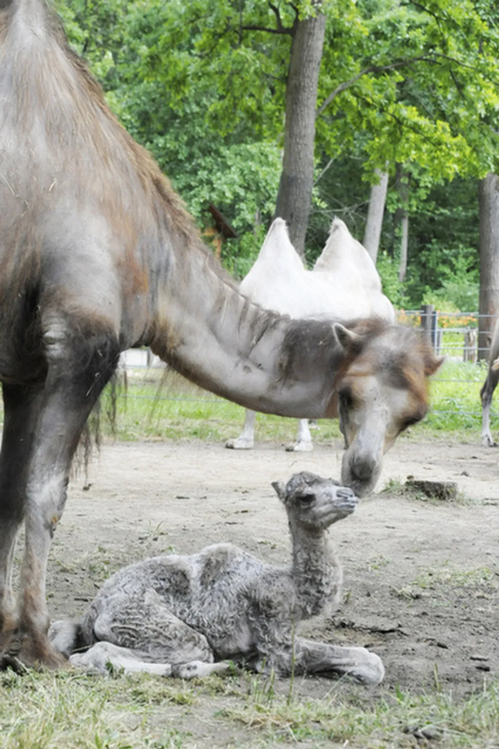 Fotó: Nyíregyházi Állatpark 