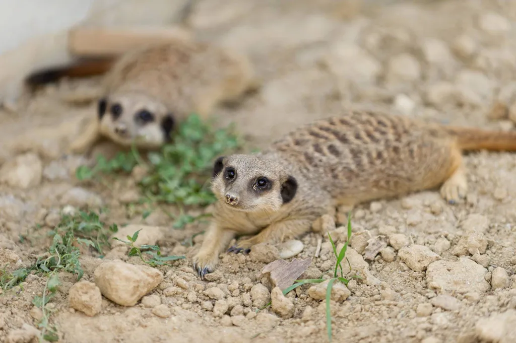 Fotó: Gabor Bolla / Zobori KalandoZoo 