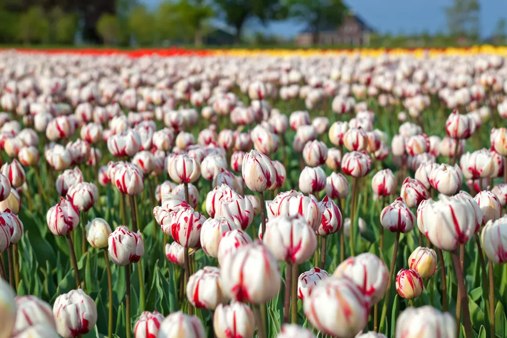 Fotó: Northfoto 