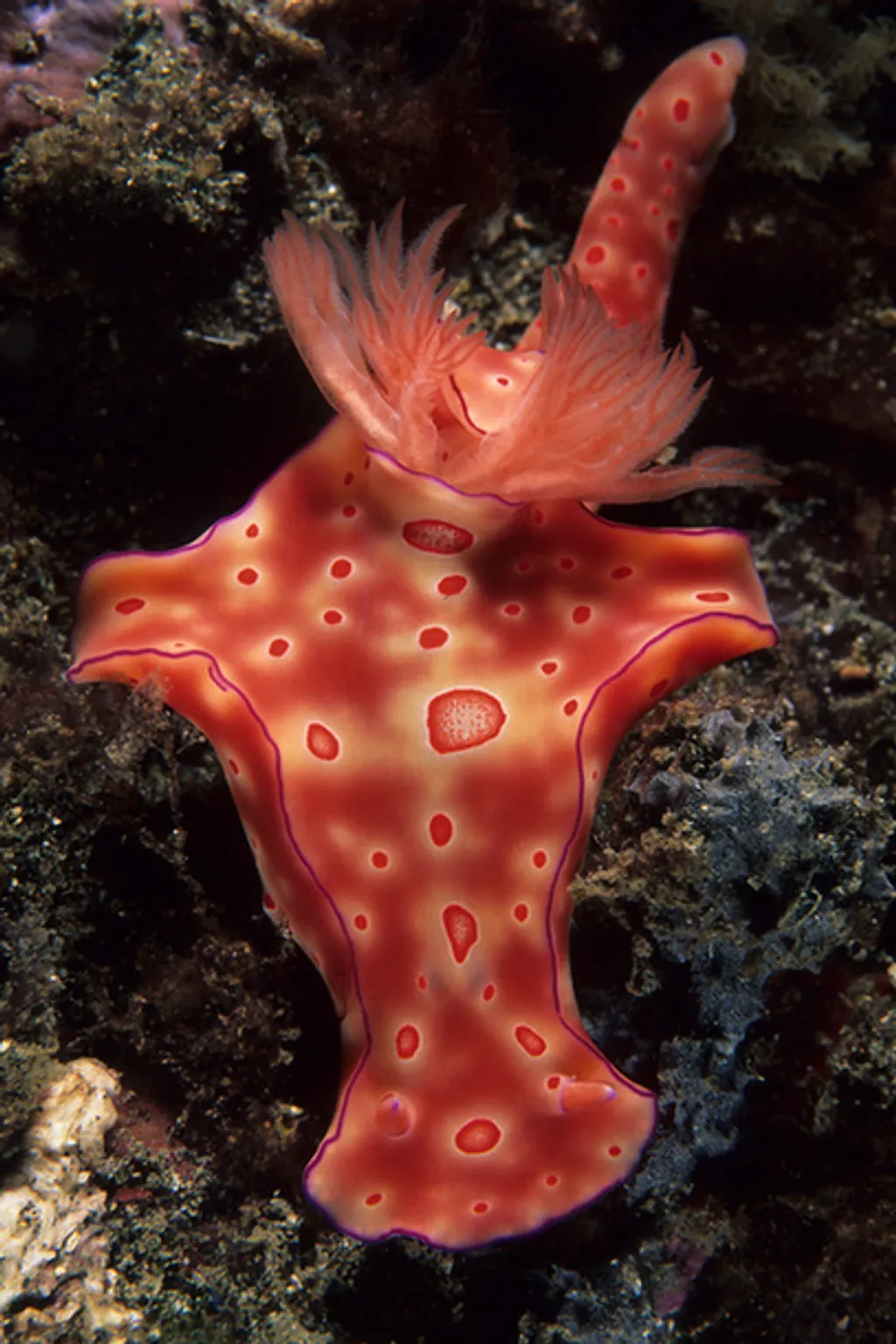 Fotó: Franco Banfi/solent News / Northfoto 