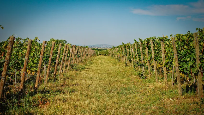 Tokaj-Hegyalja ősszel