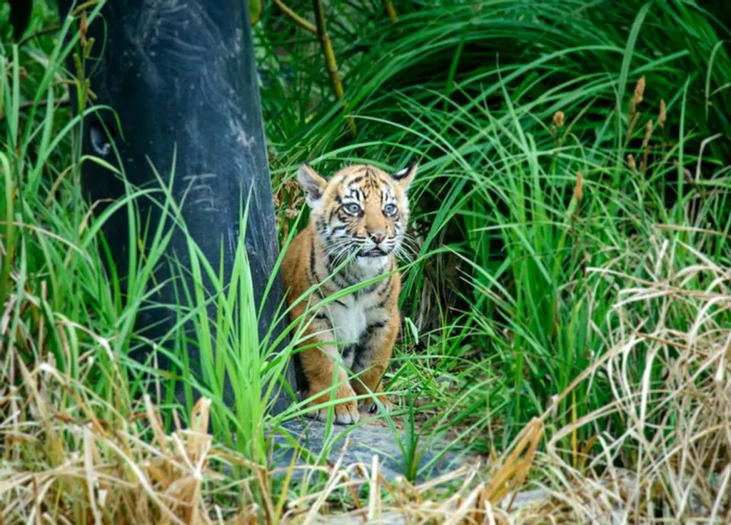 Fotó: Alan Greenfield / ZSL London Zoo 