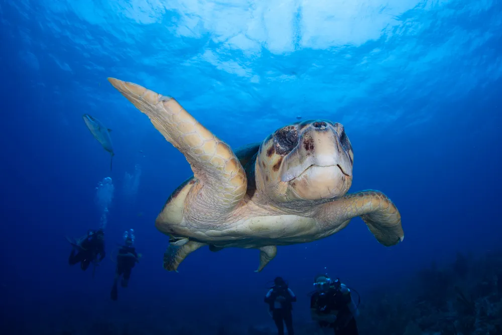 Teknősöket akart átcsempészni a nő.