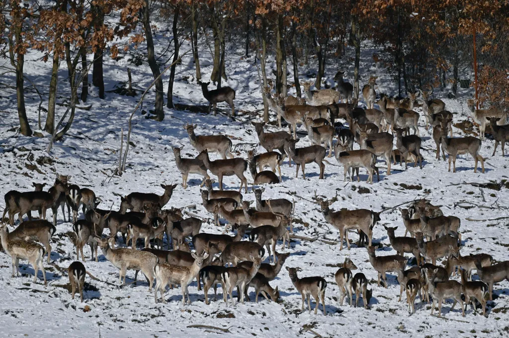 Forrás: AFP/Armend Nimani