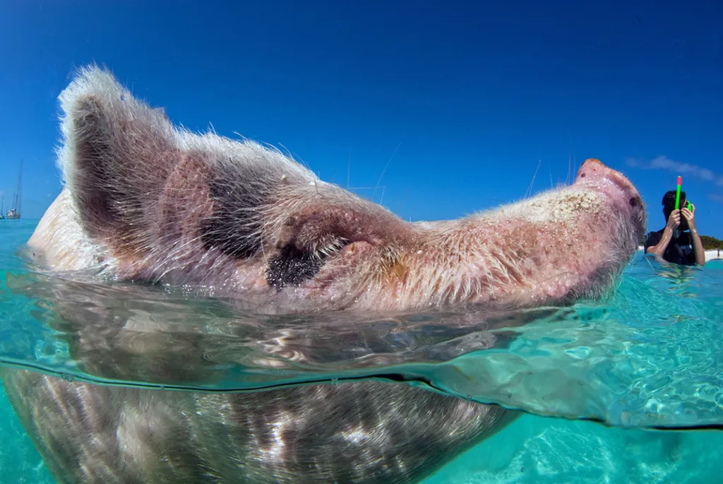 Fotó: Frogfish Photography / Barcroft / Northfoto 