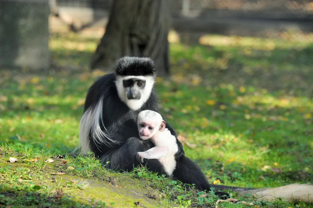 Fotó: Nyíregyházi Állatpark 