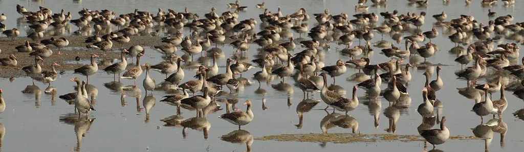 Fotó: Fertő-Hanság Nemzeti Park 