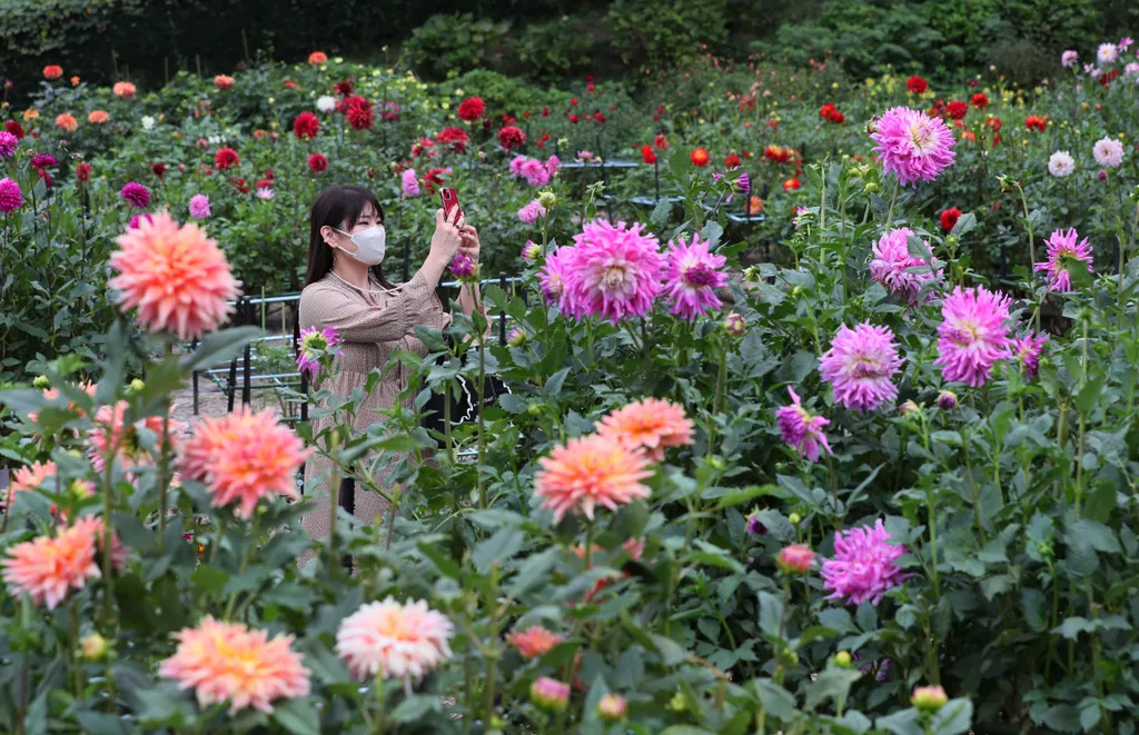 Forrás: The Yomiuri Shimbun via AFP/Yomiuri/Miho Takahashi