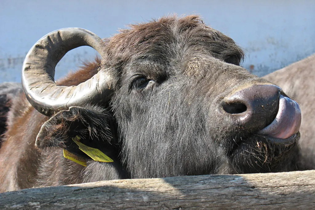 Fotó: Balaton-felvidéki Nemzeti Park Igazgatóság 