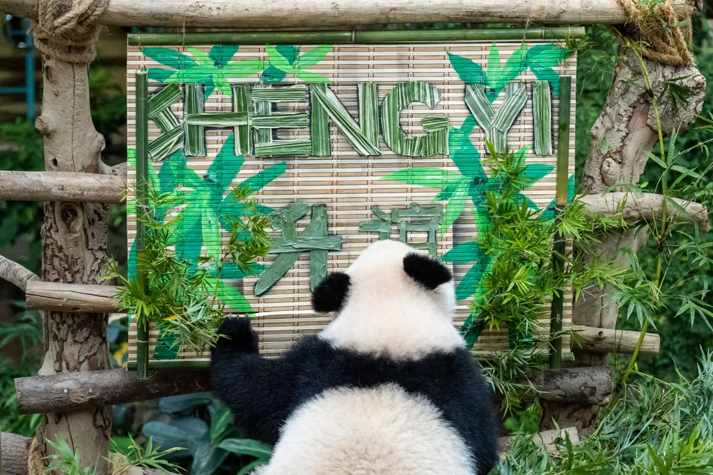 Forrás: Xinhua via AFP/Xinhua News Agency.All Rights Reserved/Zhu Wei