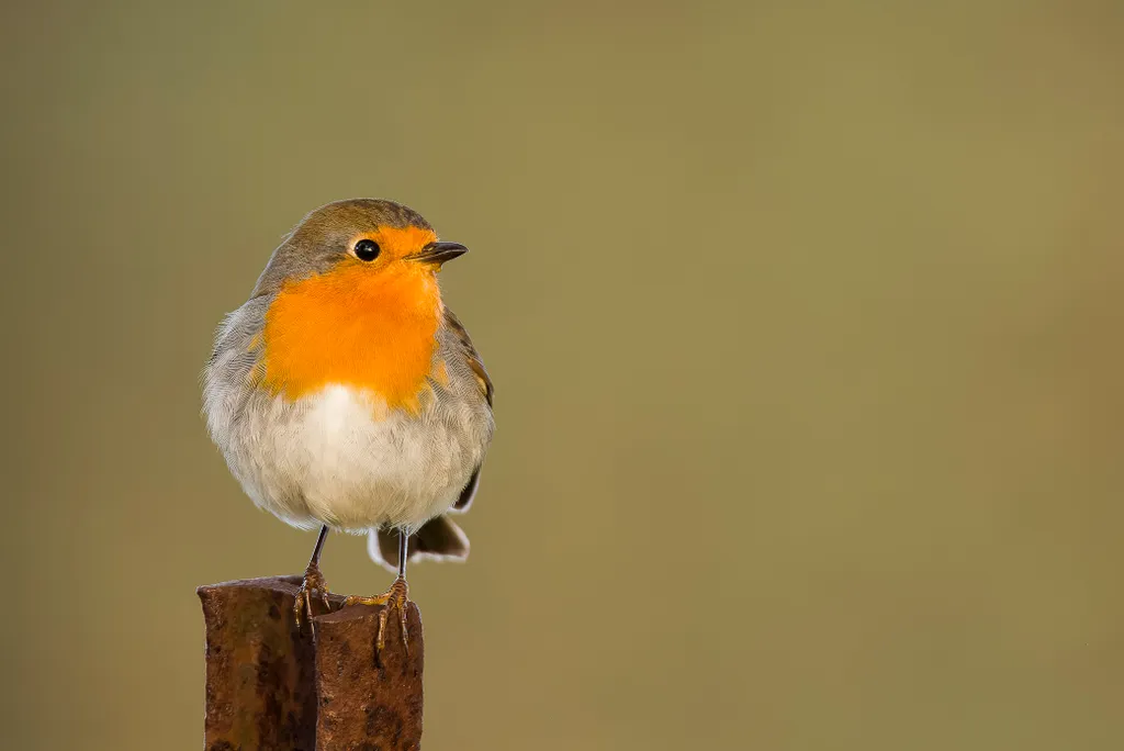Forrás:AFP/Alain Roux / Biosphoto