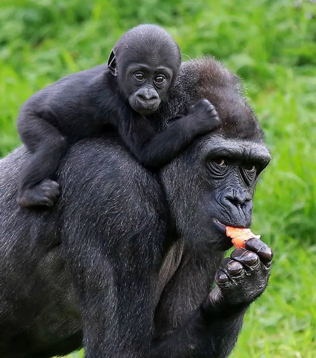 Fotó: Belfast Zoo 